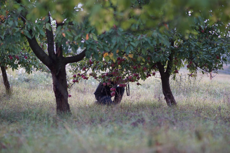 Herbst in Kalbensteinberg